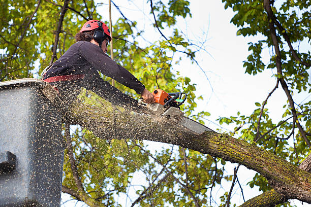 Best Stump Grinding and Removal  in , MO